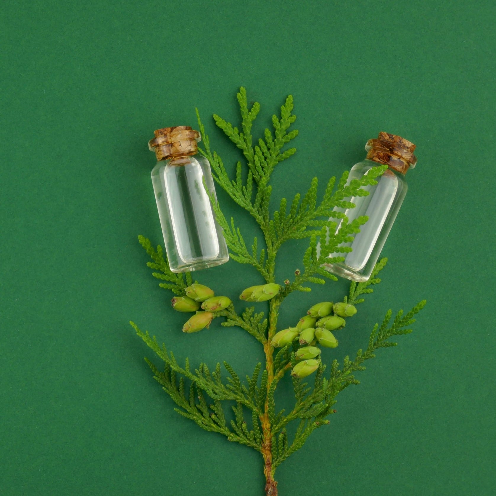 All Things Being Eco - Cedar Leaf (Thuja) Bulk Essential Oil - all things being eco chilliwack