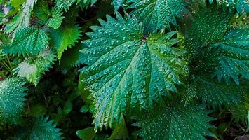 All Things Being Eco - Bulk Dried Organic Nettle Leaf