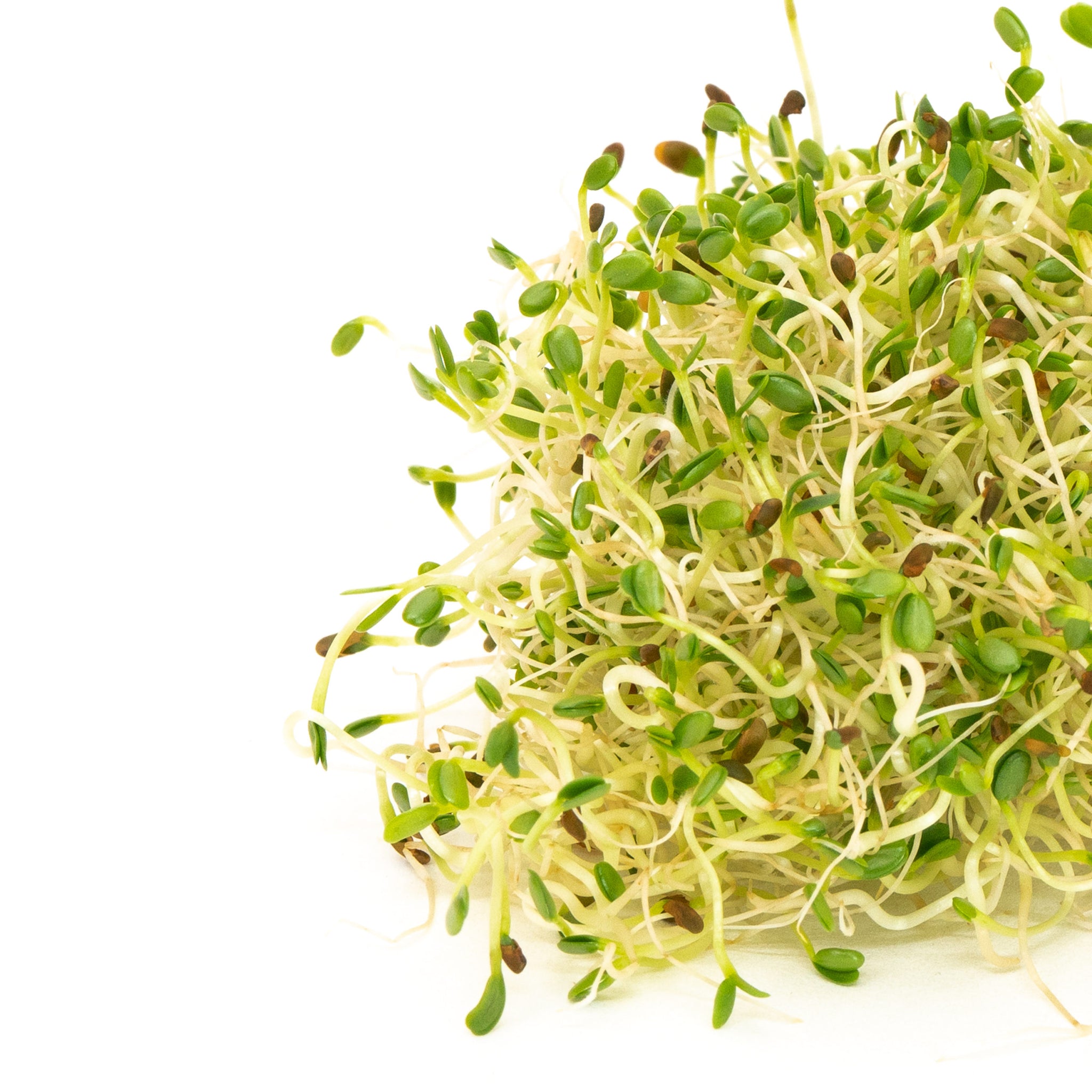 Mumm's Organic Sprouting Seeds - Organic Sprouting Sandwich Booster 125g