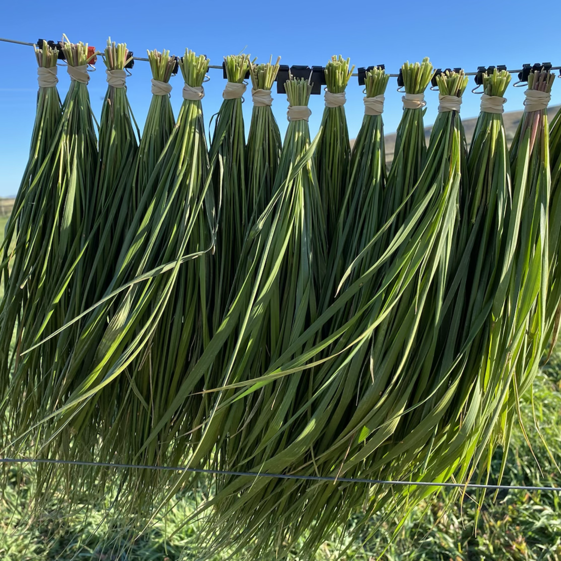 All Things Being Eco - Bulk Organic Sweetgrass Hydrosol