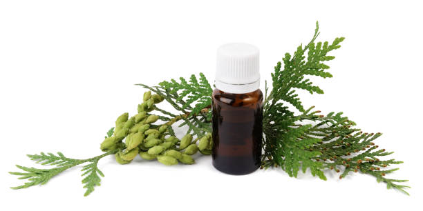 All Things Being Eco - Cedar Leaf (Thuja) Bulk Essential Oil - all things being eco chilliwack - natural essential oils refillery