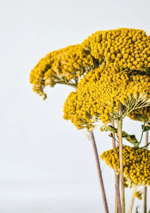 All Things Being Eco - Bulk Dried Yarrow Flowers - bulk ingredients for DIY - natural skincare