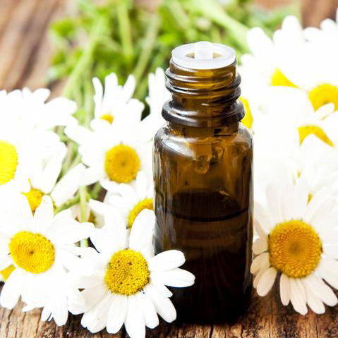 All Things Being Eco - Roman Chamomile Bulk Essential Oil