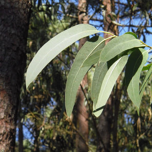 All Things Being Eco - Organic Eucalyptus Lemon Bulk Essential Oil Zero Waste Living
