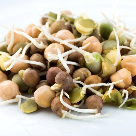 Mumm's Organic Sprouting Seeds - Crunchy Bean Mix 125g All Things Being Eco Chilliwack DIY Sprouts in Mason Jars